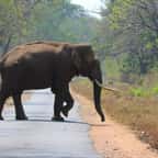 Un éléphant d'Asie en train de traverser une route en Inde 