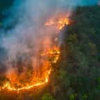 Un feu de forêt