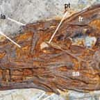 Un fossile de dinosaure à plumes découvert en Chine