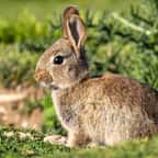 Un lapin