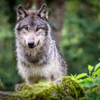 Un loup
