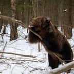 Un ours