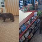 Un ours se prom&egrave;ne dans une biblioth&egrave;que