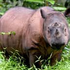Un rhinocéros de Sumatra
