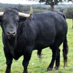 Un taureau