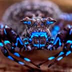 Une araign&eacute;e-crabe bleue fluorescente