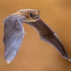 Une chauve-souris