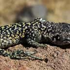 Une espèce de lézard découvert au Pérou