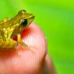 Une grenouille qui a laissé les scientifiques perplexes