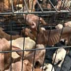 Une partie des chiens retrouvés entassés dans la caravane 
