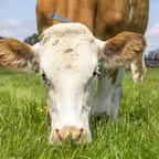 Une vache en train de manger de l'herbe dans un pâturage 