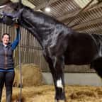 Voici Hugo, le cheval le plus grand du monde 