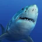 Zoom sur un grand requin blanc 
