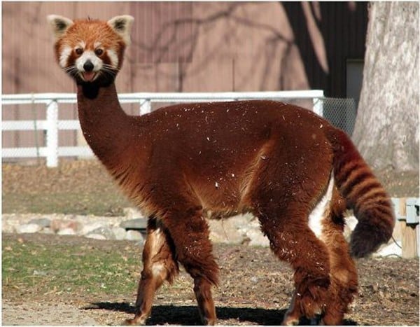 c'est quoi un animal hybride - espece hybride