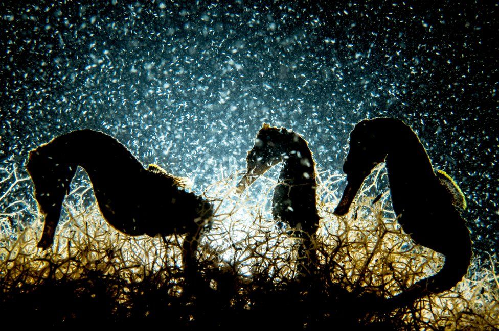 Le prix du Meilleur Photographe Sous-Marin de l'Année a été révélé...Par Nathan Weber 1111sea