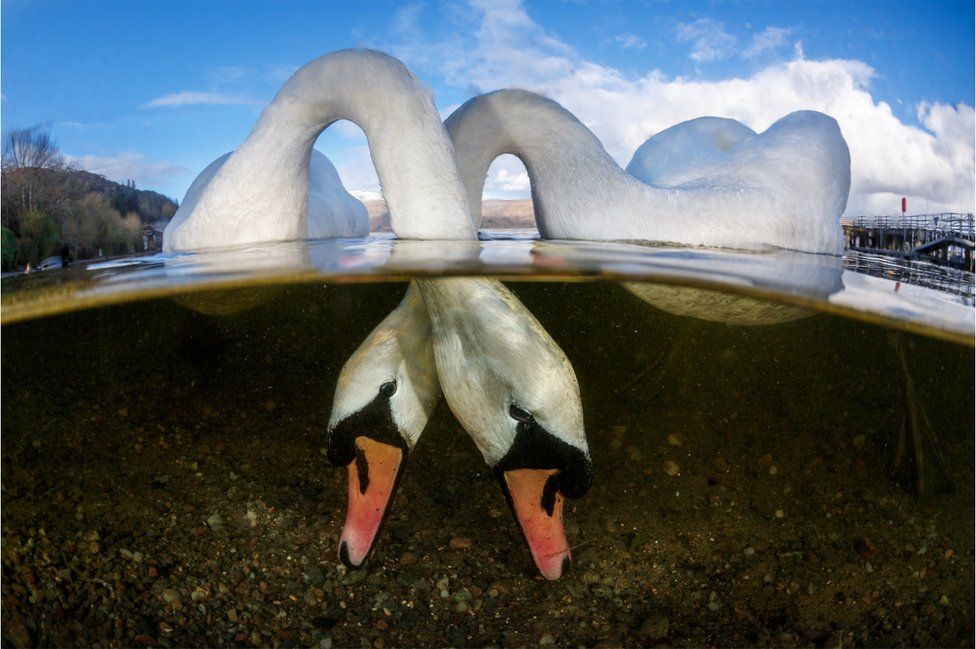 Le prix du Meilleur Photographe Sous-Marin de l'Année a été révélé...Par Nathan Weber B