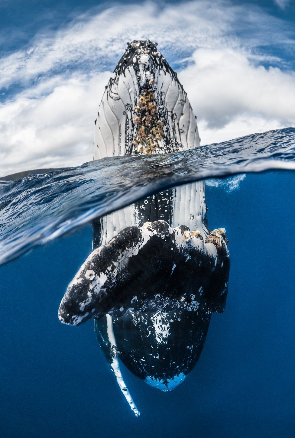 Le prix du Meilleur Photographe Sous-Marin de l'Année a été révélé...Par Nathan Weber E