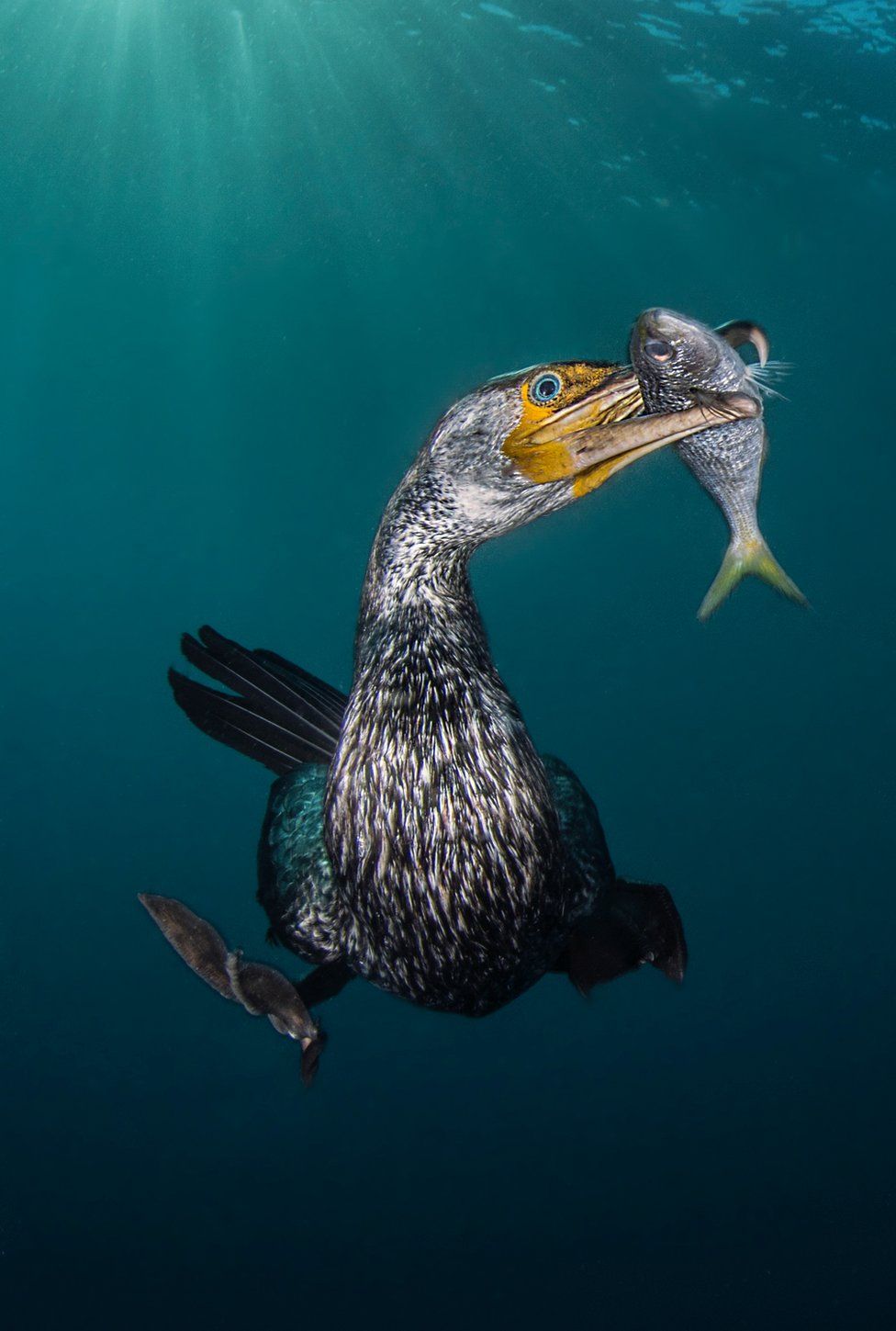 Le prix du Meilleur Photographe Sous-Marin de l'Année a été révélé...Par Nathan Weber F