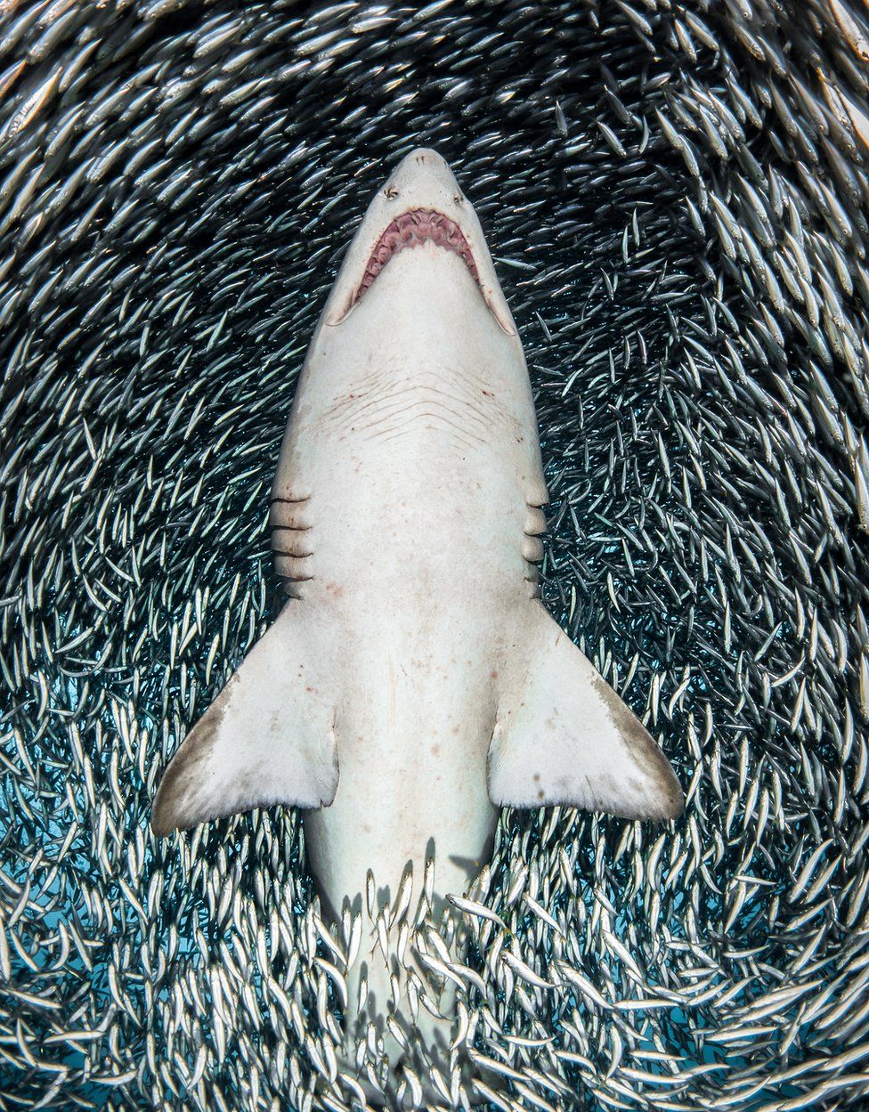 Le prix du Meilleur Photographe Sous-Marin de l'Année a été révélé...Par Nathan Weber G