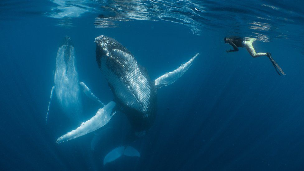 Le prix du Meilleur Photographe Sous-Marin de l'Année a été révélé...Par Nathan Weber I