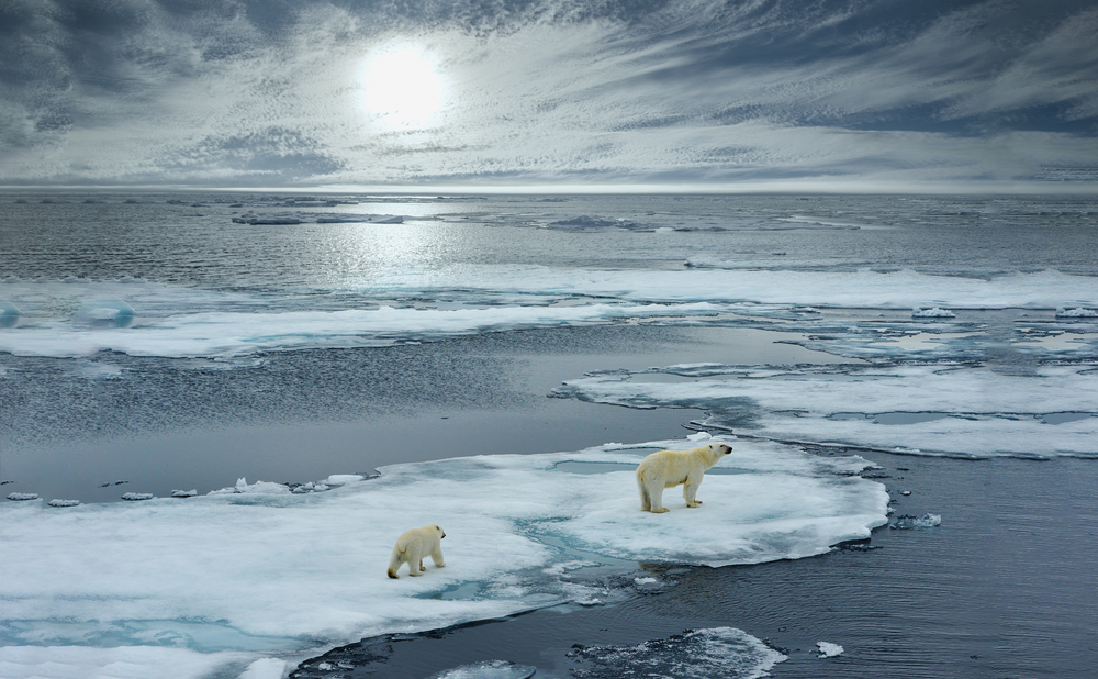 Un ours polaire et son ourson sur une plaque de glace, dans l'océan Arctique