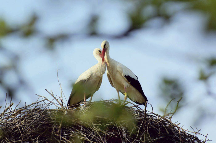 stork-couple-love-klepetan-malena-croati