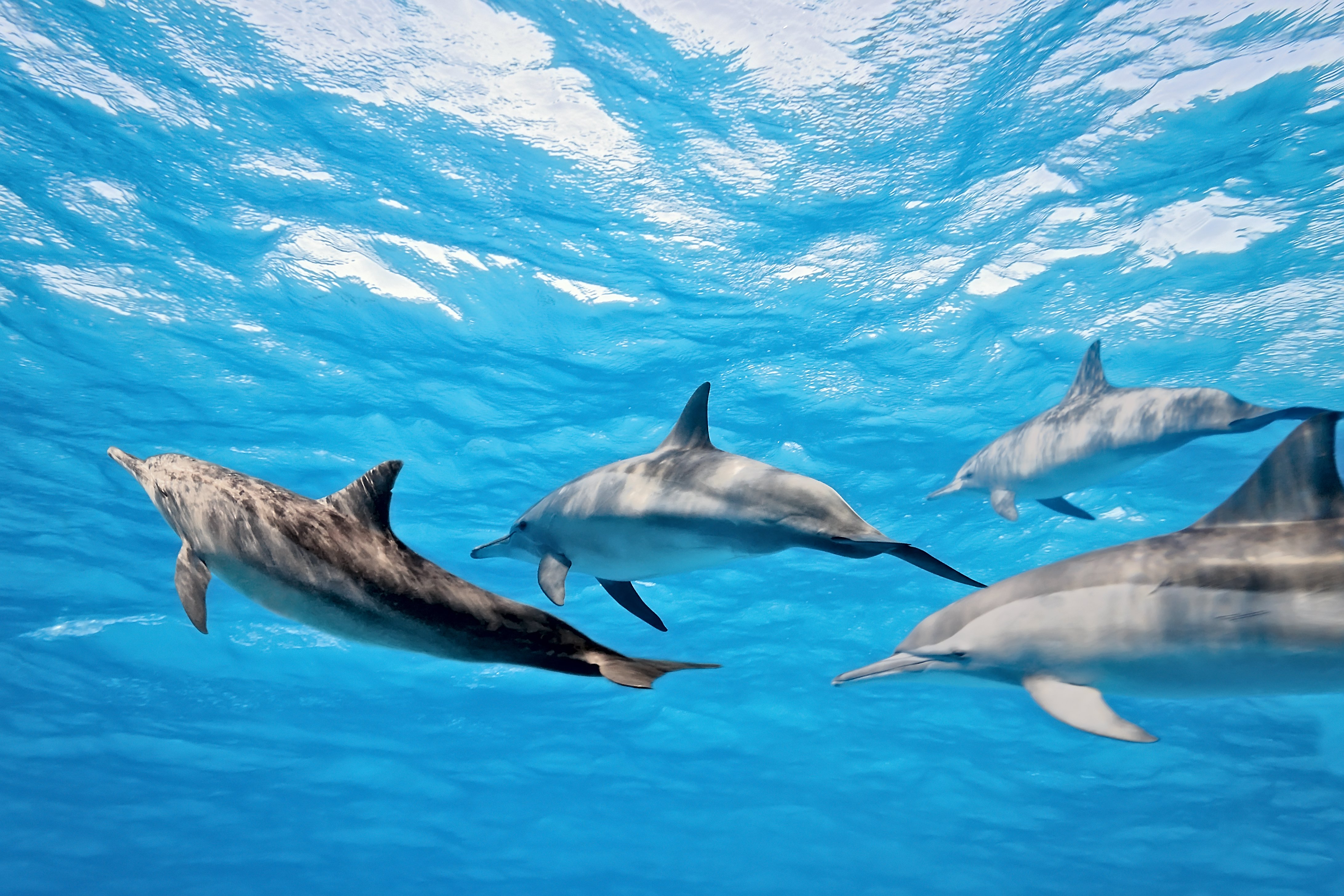 Дельфины живут в море. Морские млекопитающие Дельфин. Дельфины в море. Дельфин в море. Стая дельфинов.
