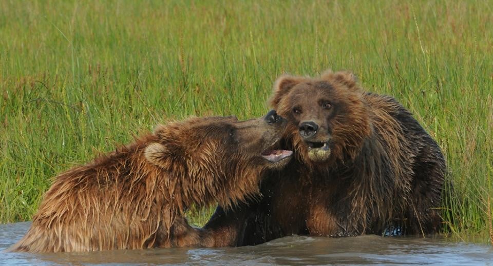 25 images très amusantes issues du concours « The Comedy Wildlife Photography Awards » Par Pauline M. 29541918_726354464236339_2744816057337371790_n