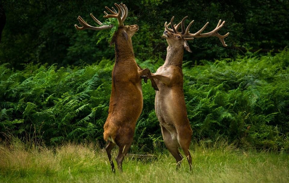 25 images très amusantes issues du concours « The Comedy Wildlife Photography Awards » Par Pauline M. 29597914_728254547379664_6791069929239753012_n