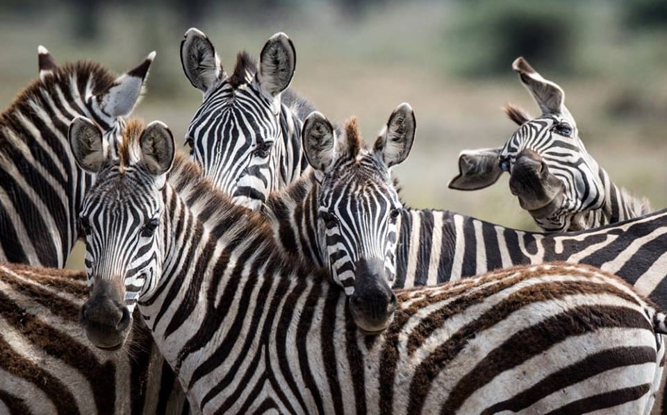 25 images très amusantes issues du concours « The Comedy Wildlife Photography Awards » Par Pauline M. 29598236_728779547327164_5385182286616470184_n