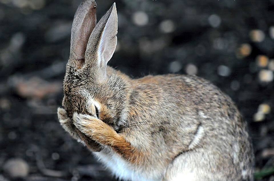 25 images très amusantes issues du concours « The Comedy Wildlife Photography Awards » Par Pauline M. 29598385_726772730861179_3714815142077728283_n