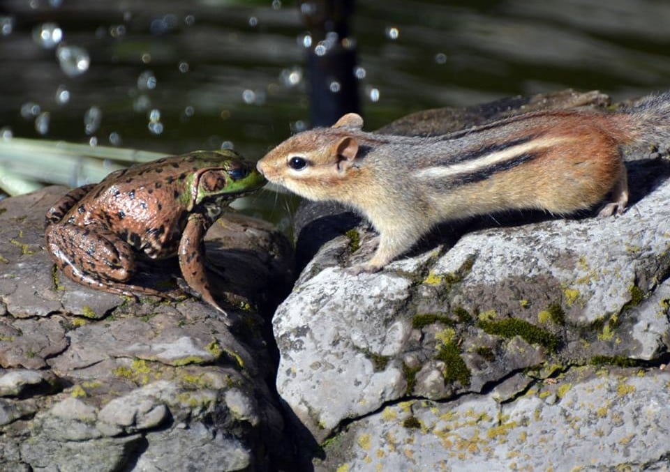 25 images très amusantes issues du concours « The Comedy Wildlife Photography Awards » Par Pauline M. 29793547_730047507200368_1072172606158798848_n