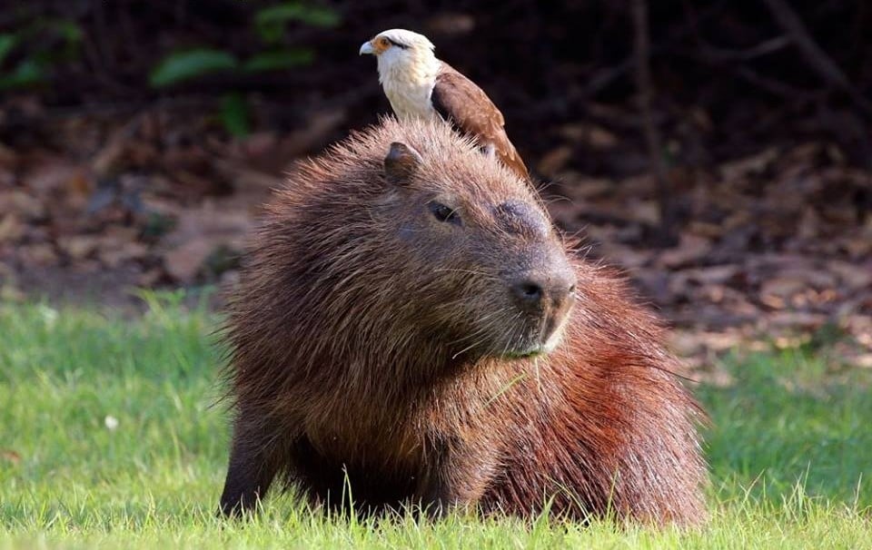 25 images très amusantes issues du concours « The Comedy Wildlife Photography Awards » Par Pauline M. 30516731_731672620371190_3022004303033270272_n