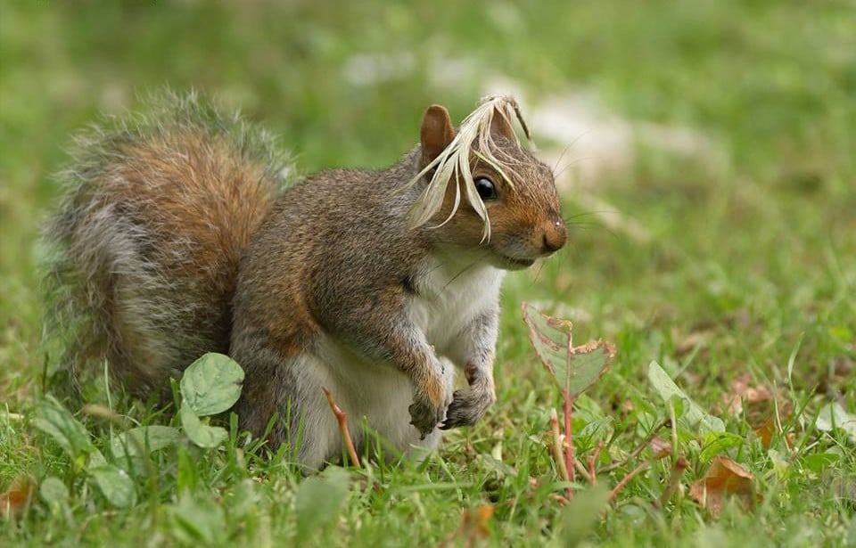 25 images très amusantes issues du concours « The Comedy Wildlife Photography Awards » Par Pauline M. 30710916_734735240064928_2148117078366748672_n