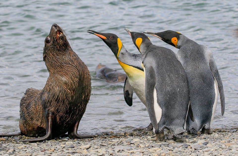 25 images très amusantes issues du concours « The Comedy Wildlife Photography Awards » Par Pauline M. 30739836_734279130110539_4746275059235028992_n