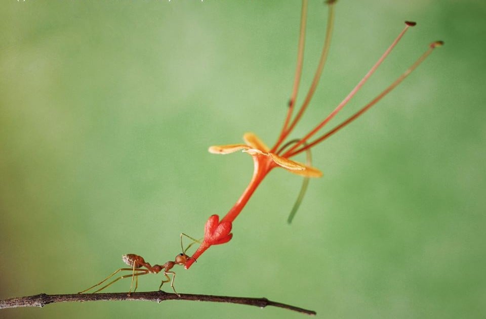 25 images très amusantes issues du concours « The Comedy Wildlife Photography Awards » Par Pauline M. 31239326_737239606481158_960433010409209856_n