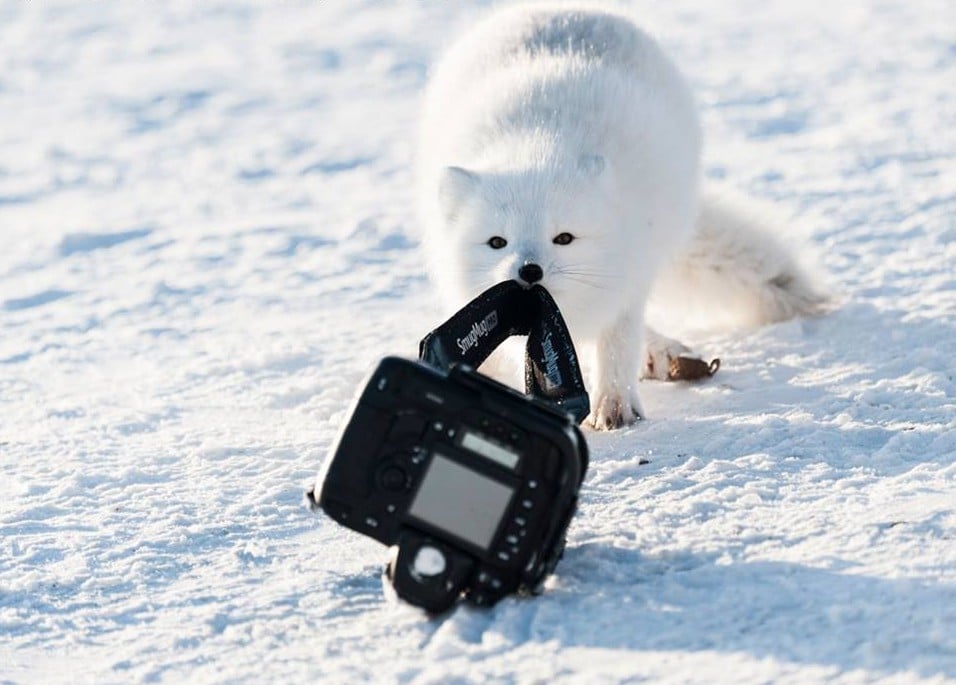 25 images très amusantes issues du concours « The Comedy Wildlife Photography Awards » Par Pauline M. 31494166_739516116253507_258173288776204288_n