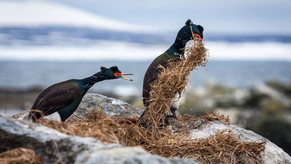 25 images très amusantes issues du concours « The Comedy Wildlife Photography Awards » Par Pauline M. 32336877_744815019056950_7664108366477656064_n