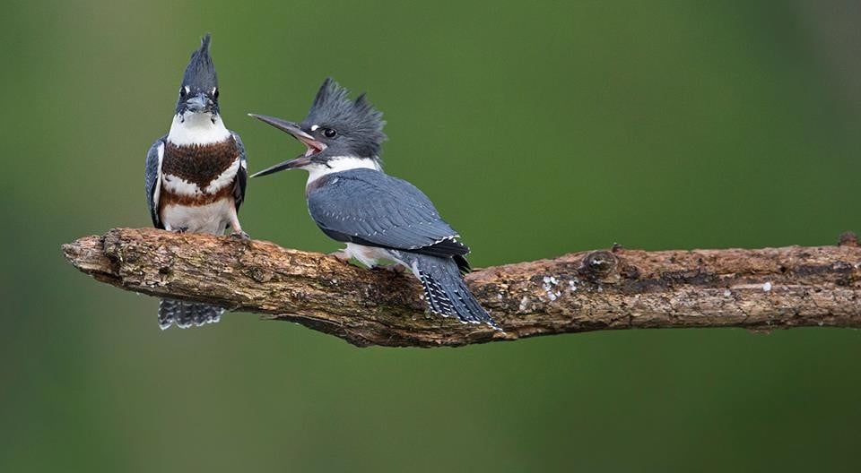 25 images très amusantes issues du concours « The Comedy Wildlife Photography Awards » Par Pauline M. 33773973_751151791756606_220804358881673216_n