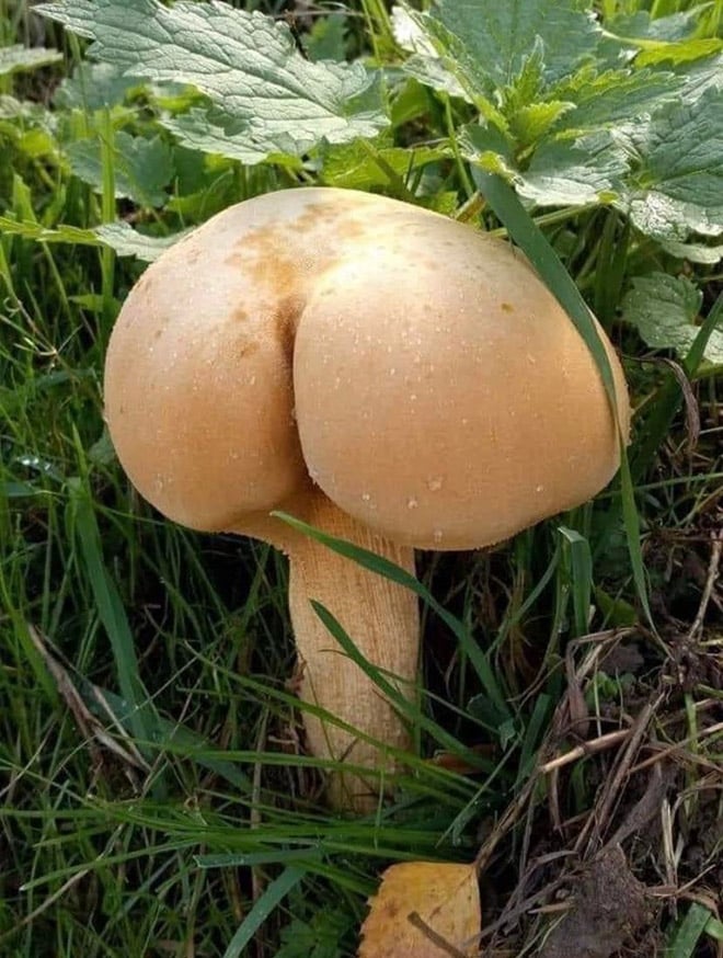 mushroom-butts12.jpg