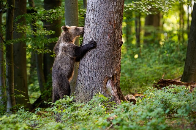 L'ours se nourrit essentiellement de miel : vrai ou faux ?