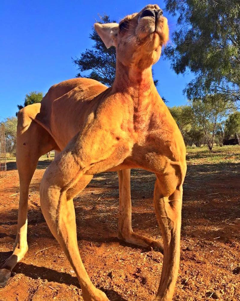 RÃ©sultat de recherche d'images pour "roger le kangourou"
