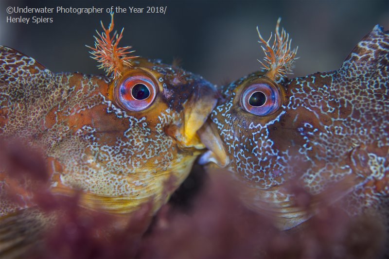 28 photos provenant du concours du Meilleur Photographe Sous-Marin de l'Année ! Par Hugo N. 1001%20%281%29