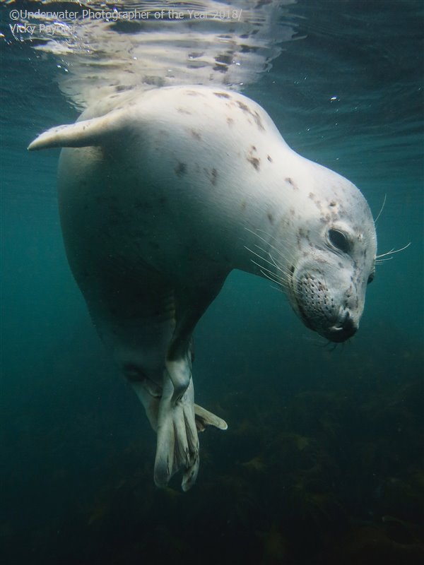 28 photos provenant du concours du Meilleur Photographe Sous-Marin de l'Année ! Par Hugo N. 1101