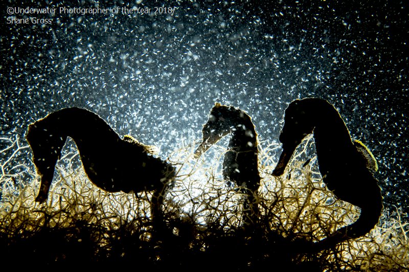 28 photos provenant du concours du Meilleur Photographe Sous-Marin de l'Année ! Par Hugo N. 201