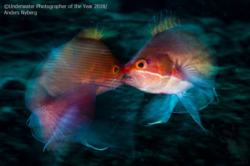 28 photos provenant du concours du Meilleur Photographe Sous-Marin de l'Année ! Par Hugo N. 408