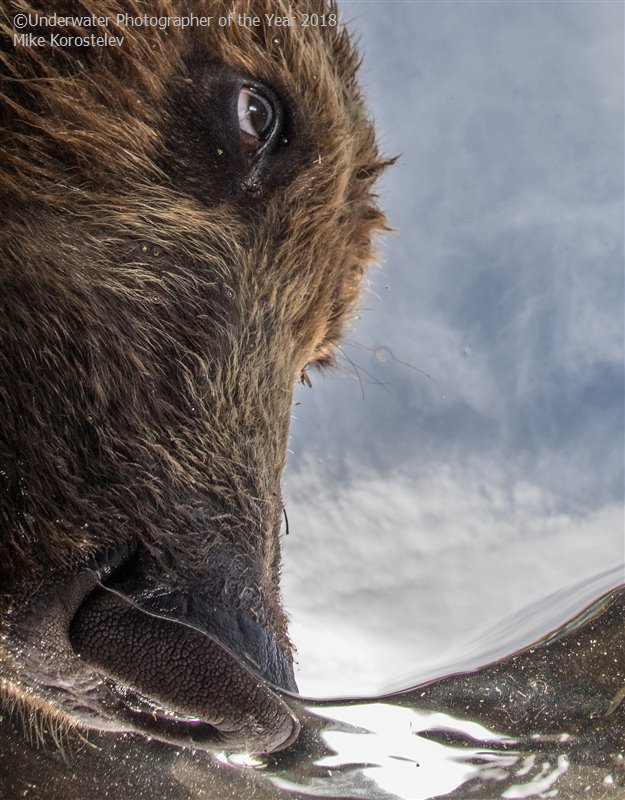 28 photos provenant du concours du Meilleur Photographe Sous-Marin de l'Année ! Par Hugo N. 502