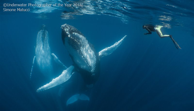 28 photos provenant du concours du Meilleur Photographe Sous-Marin de l'Année ! Par Hugo N. 701