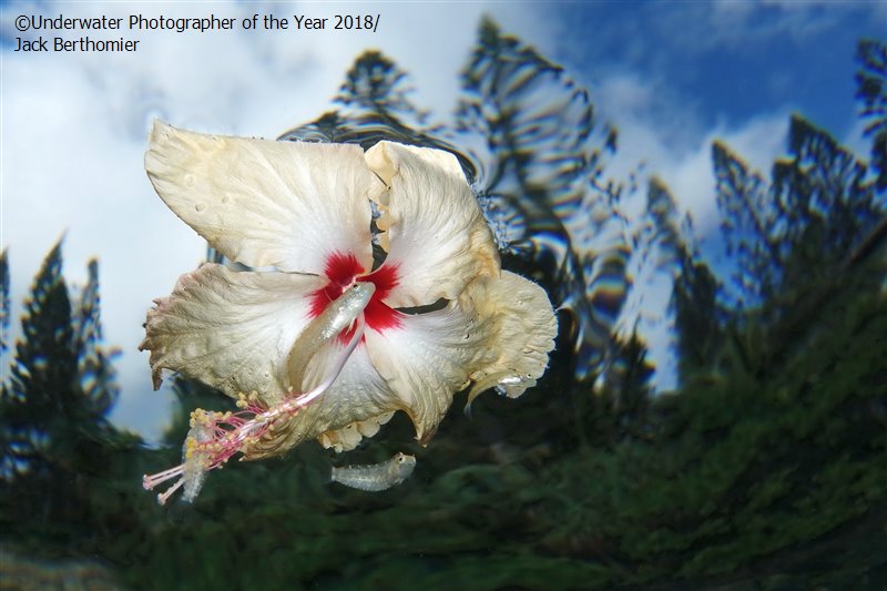 28 photos provenant du concours du Meilleur Photographe Sous-Marin de l'Année ! Par Hugo N. 702