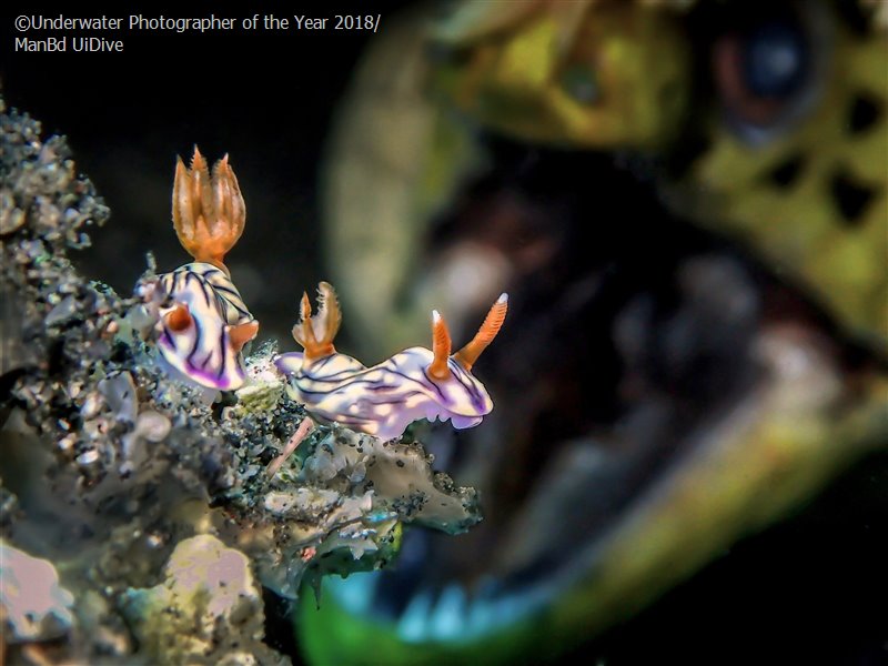 28 photos provenant du concours du Meilleur Photographe Sous-Marin de l'Année ! Par Hugo N. 801